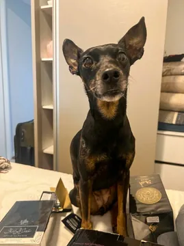 Antes: pinscher sentado sobre um móvel, fotografado no celular